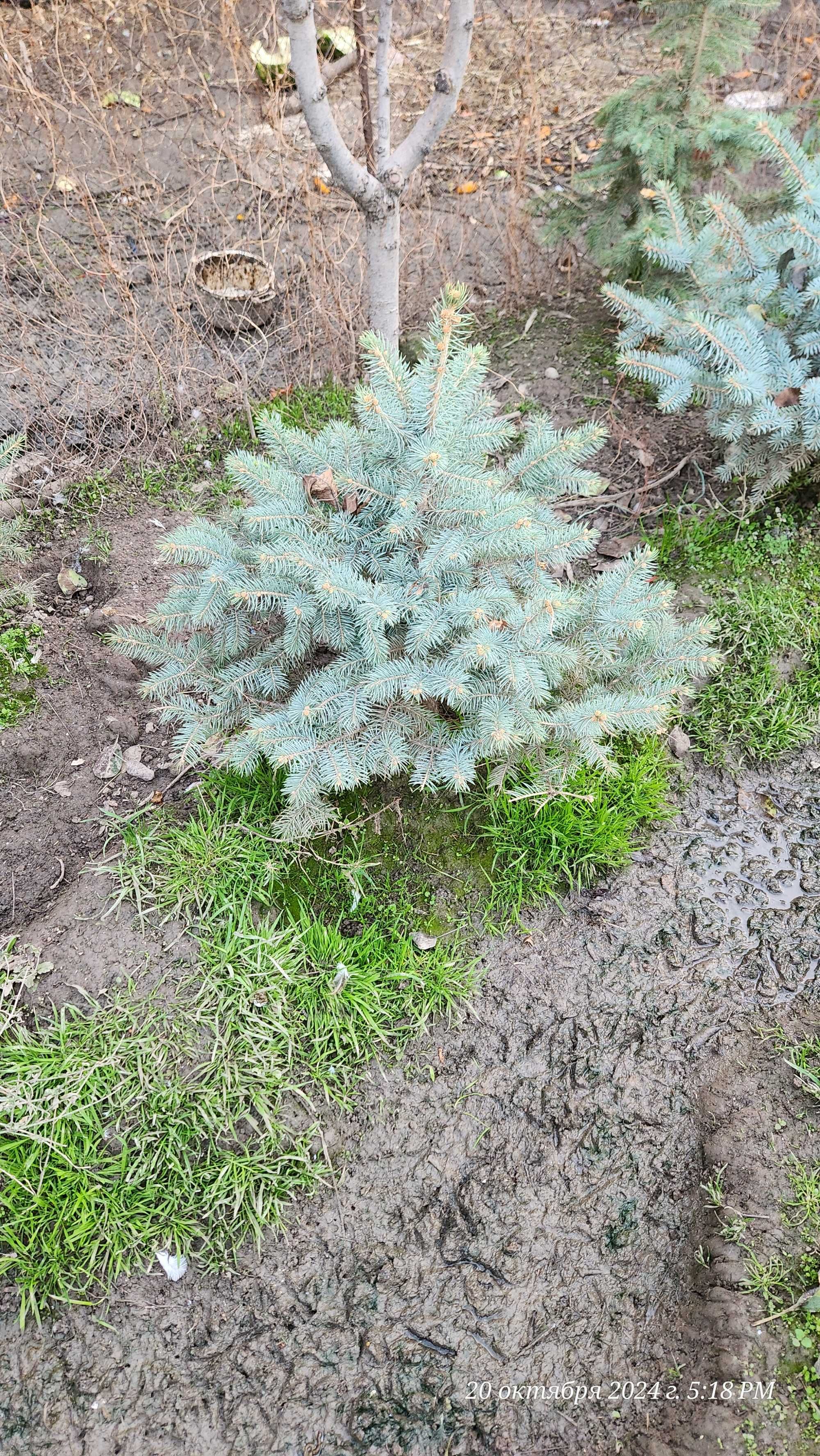 Colorado spruce голубая ель из Европы роскошная люкс арча ел yel archa