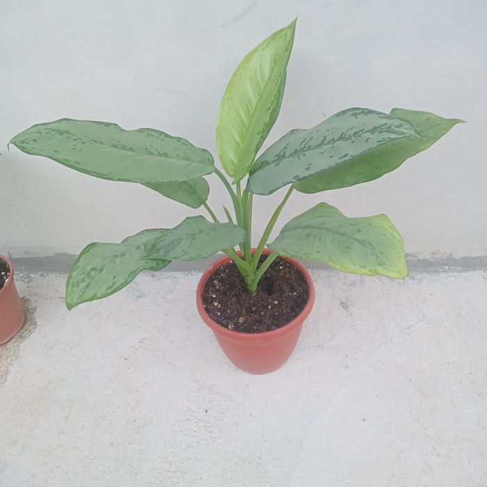 Aglonema gigant sort Fridman