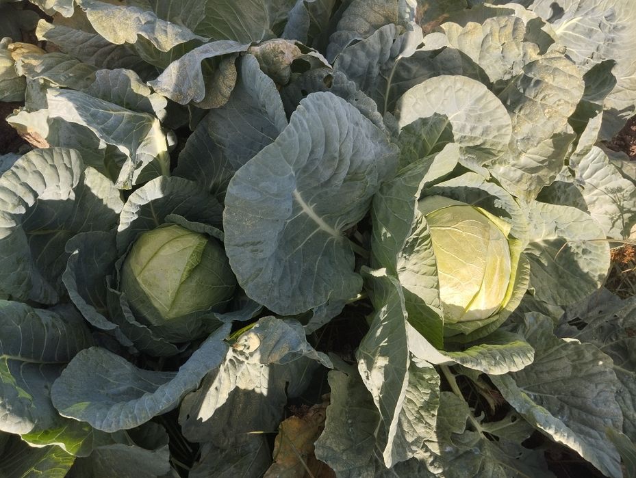 Продавам Зеле-ЕРГЕНСКО.