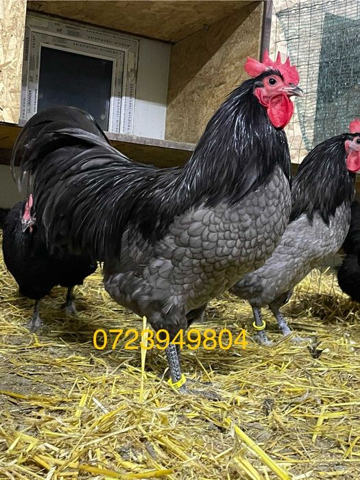 Pui gaini de rasa Australorp Sussex HD Brahma Combatant Marans Jersey