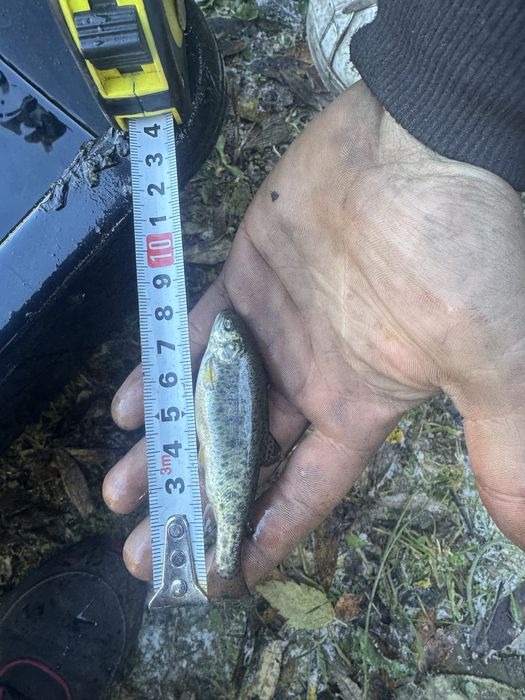 Pastrav fantanel puiet 5-10g