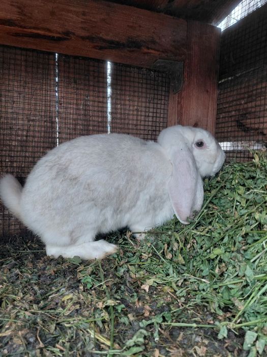 Vând femelă berbec german tânără