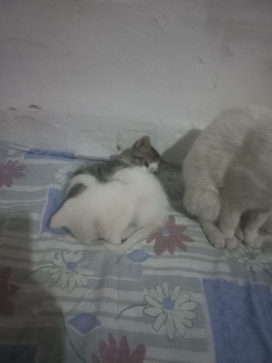 Котята умные милые девочки