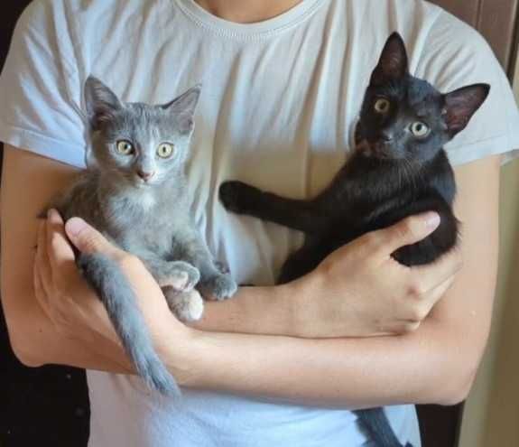 Котята 2,5 мес ищут дом (мальчик и девочка)