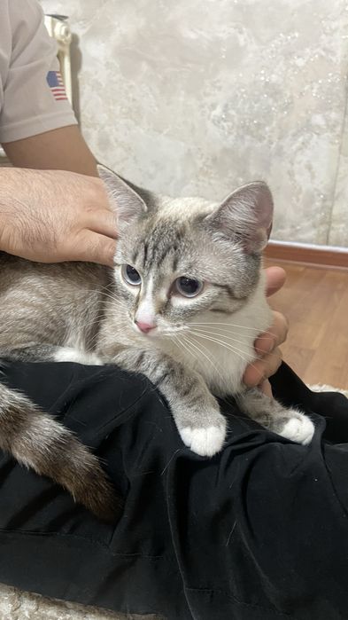 Отдадим в хорошие руки кошку