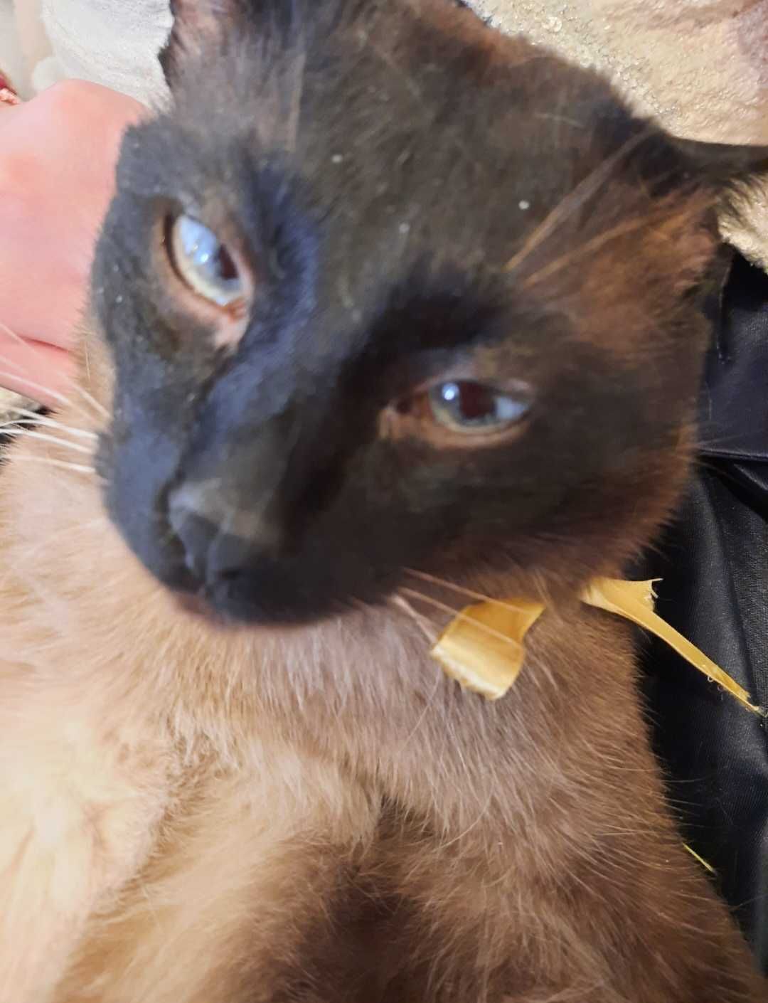 Сиамец Котка Чистокръвен