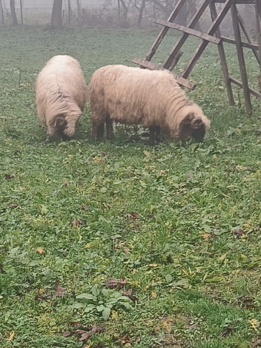 Două oi disponibile