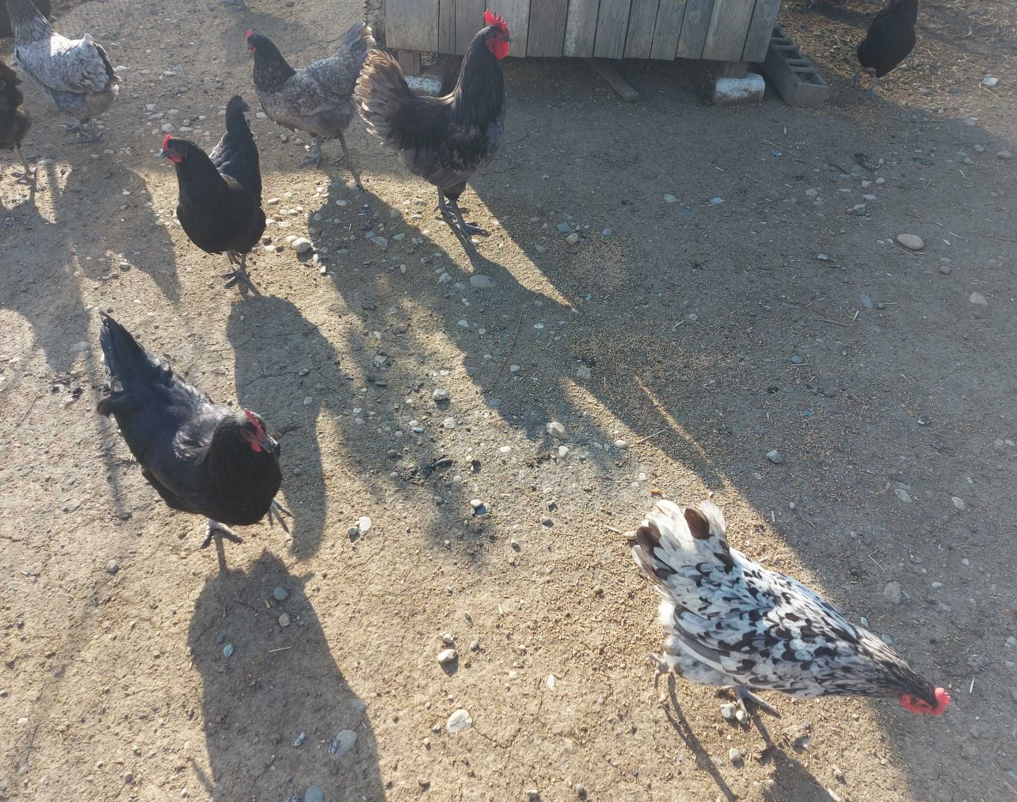 Vând ouă de gaina pentru incubat.