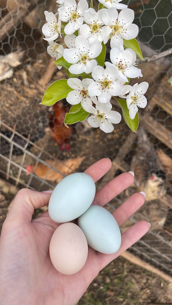 Ouă verzi pt incubat ameraucana