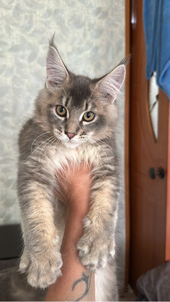Котята мейнкуны!