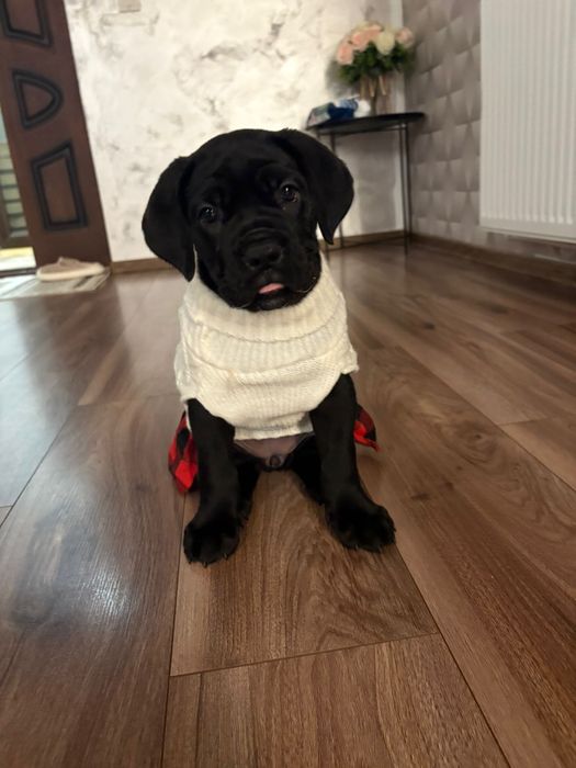 Femela de cane corso