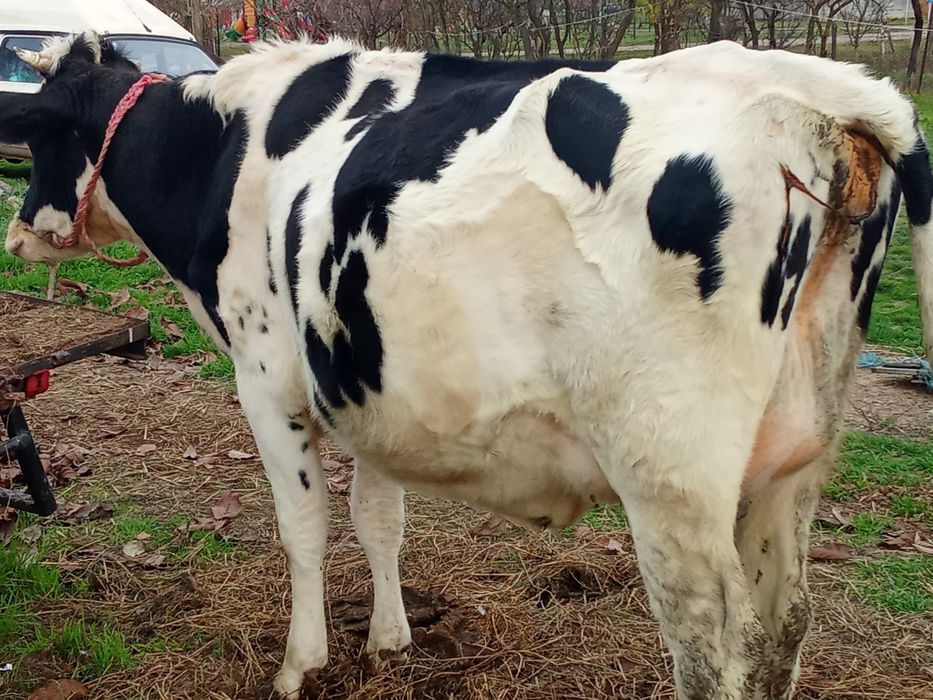 Juninca și la schimb