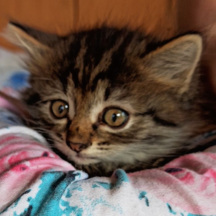 Отдам котят в добрые руки