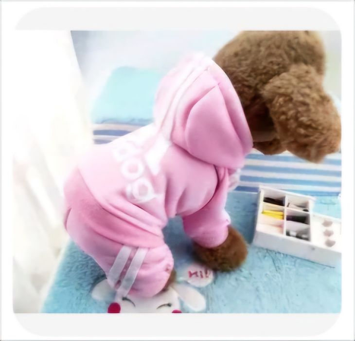 Гащеризон за куче Adidog