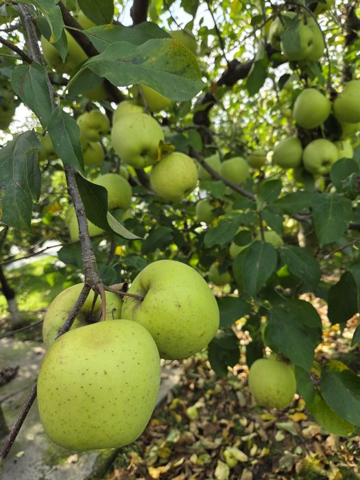 De vânzare 5 lei kg Bio.