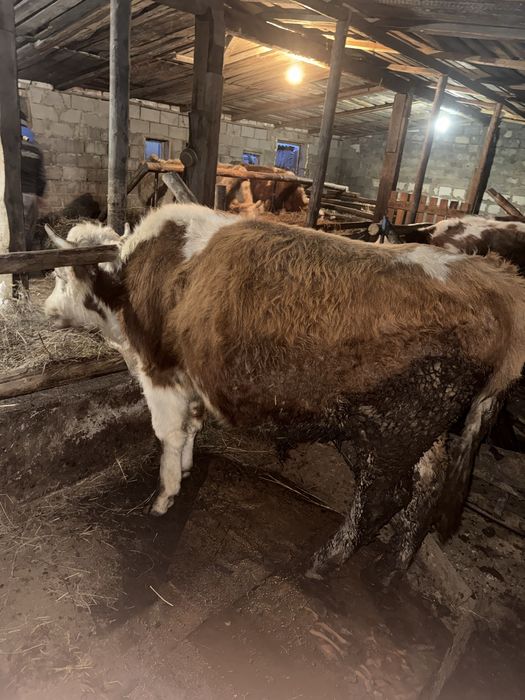 Продам бычков 6 голов полторашки (1,5)