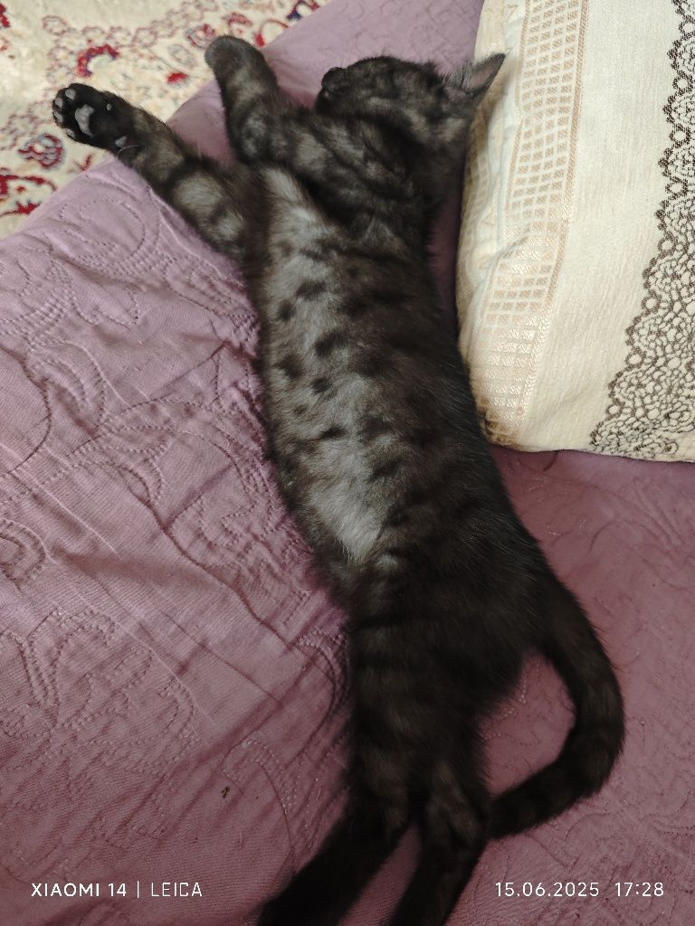 Отдам котенка -девочку