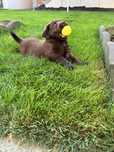 Labrador retriever