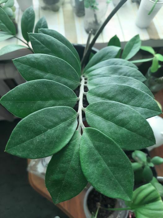 Долларовое дерево.ЗамиокулькасЗефирантесыСингониумыСцендапсусыГранатДо