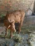 Vand vitea rosie angus