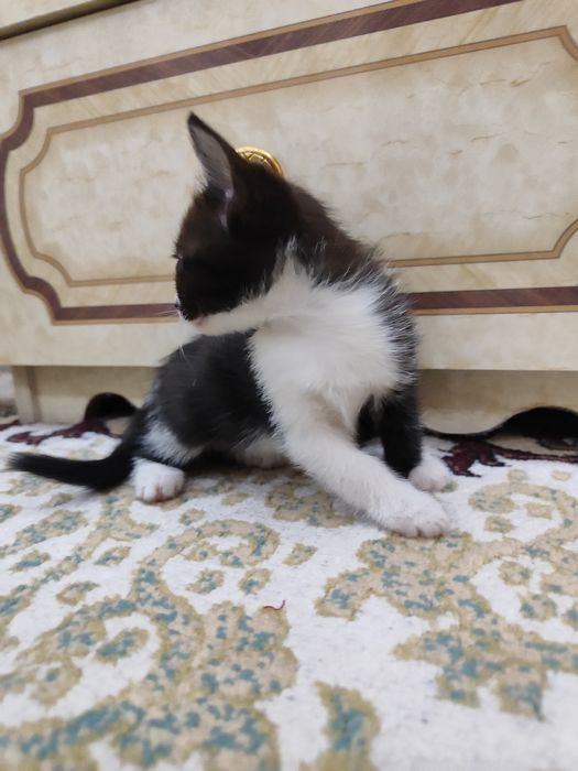 Mushuk bolalari tekinga beriladi