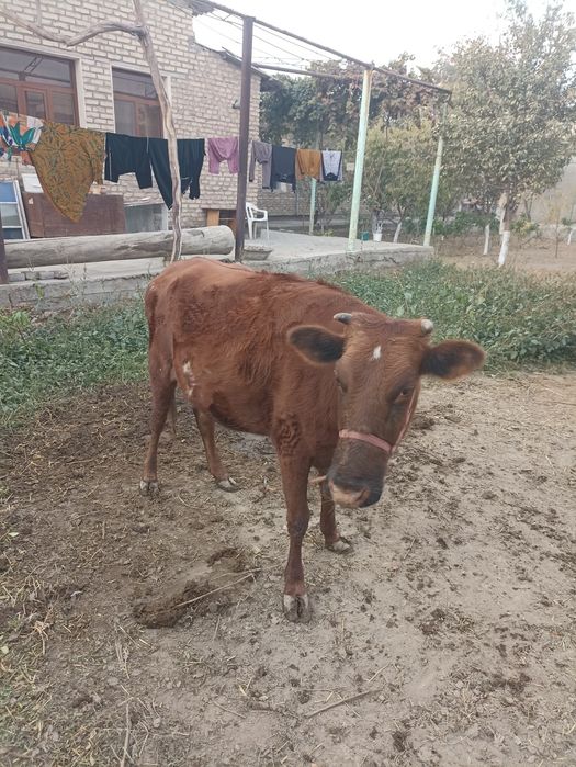 Гуножин сотилади