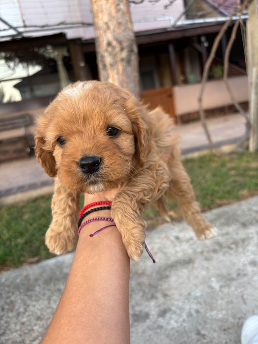 Кавапу///Cavapoo