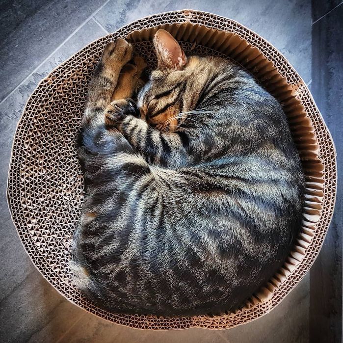 Коту отдам в даром, только в добрые руки.