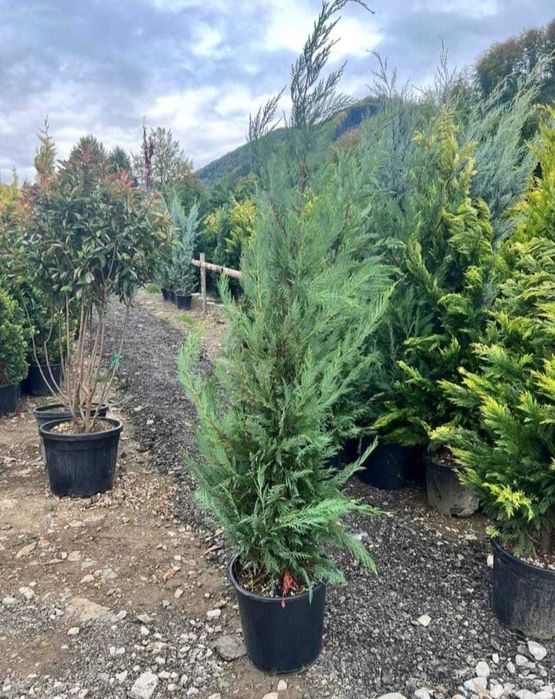 Leylandii – Creștere rapidă și rezistență, Gard viu Leylandri