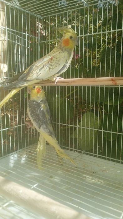 Продаю пару попугаев