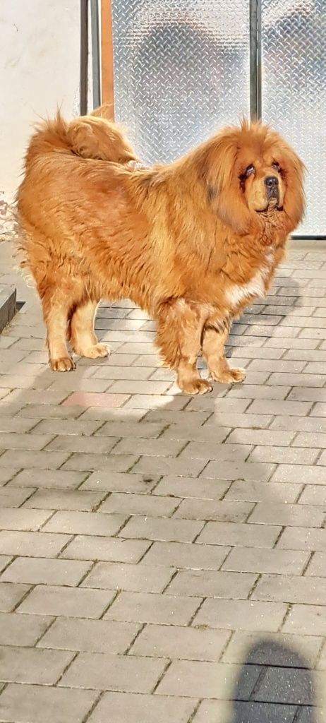Mastiff Tibetan  de vânzare