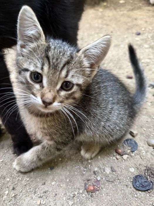 Adopție pisicuță 2 luni