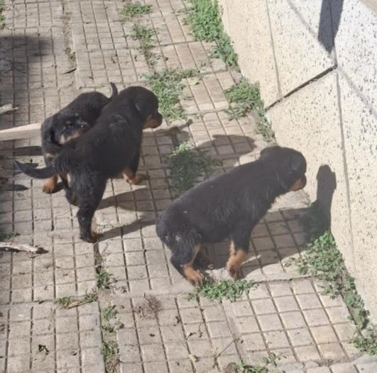 Ротвайлери на 50.дни