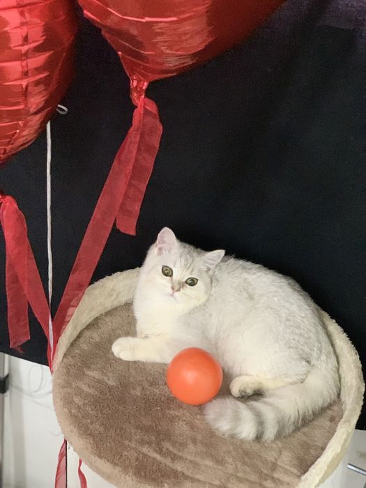 Strayt Serebristiy shinshila