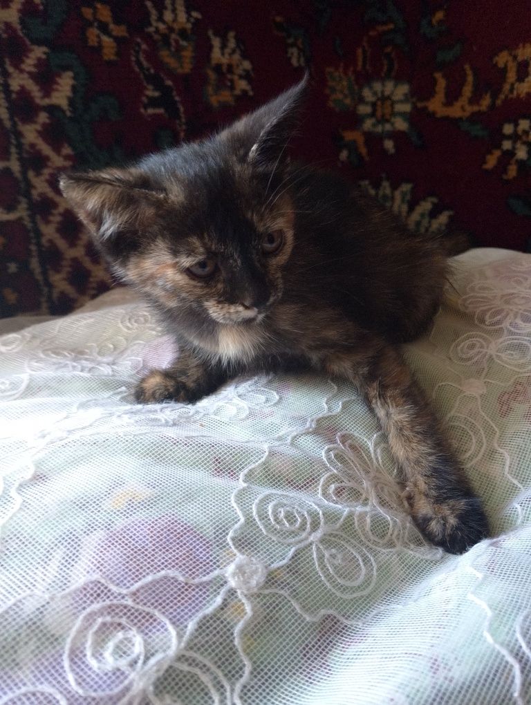 Отдам котят в хорошие руки ,беспатно,им по 2 месяца, 2 мальчика и 2 де
