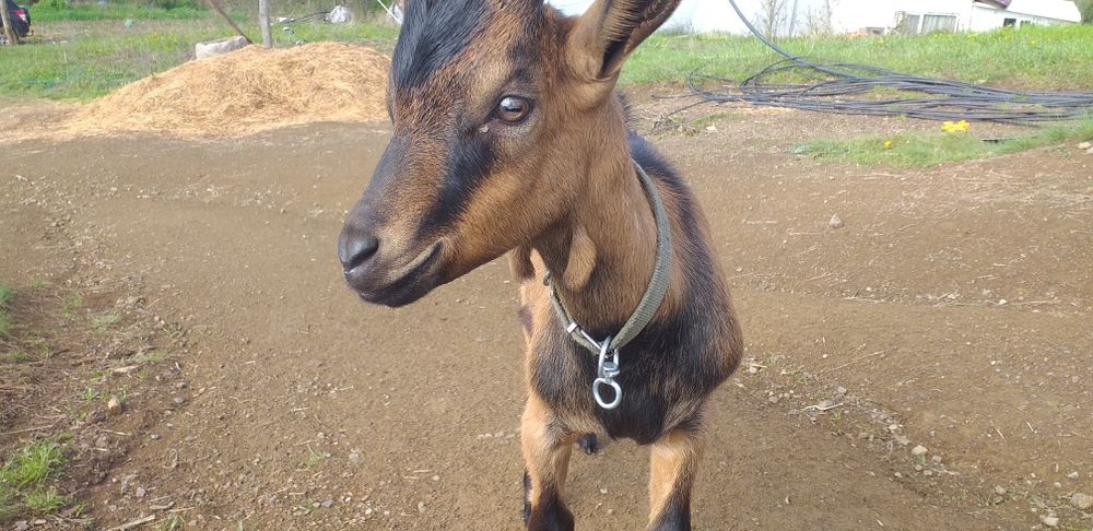 Vand țapisor alpin francez