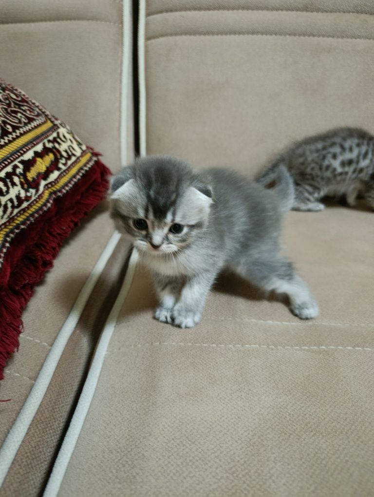 Котята скотиш фолд