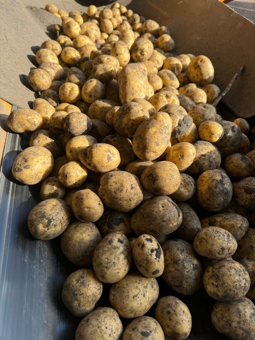 Картофель марковь в наличии под заказ