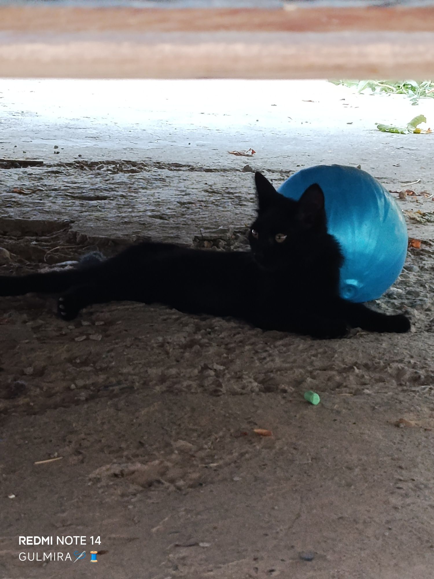 Котята и Беременная кошка.