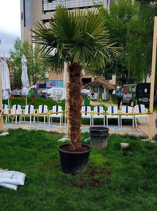 Vand palmieri rezistenti la îngheț ( plante de exterior si interrior )