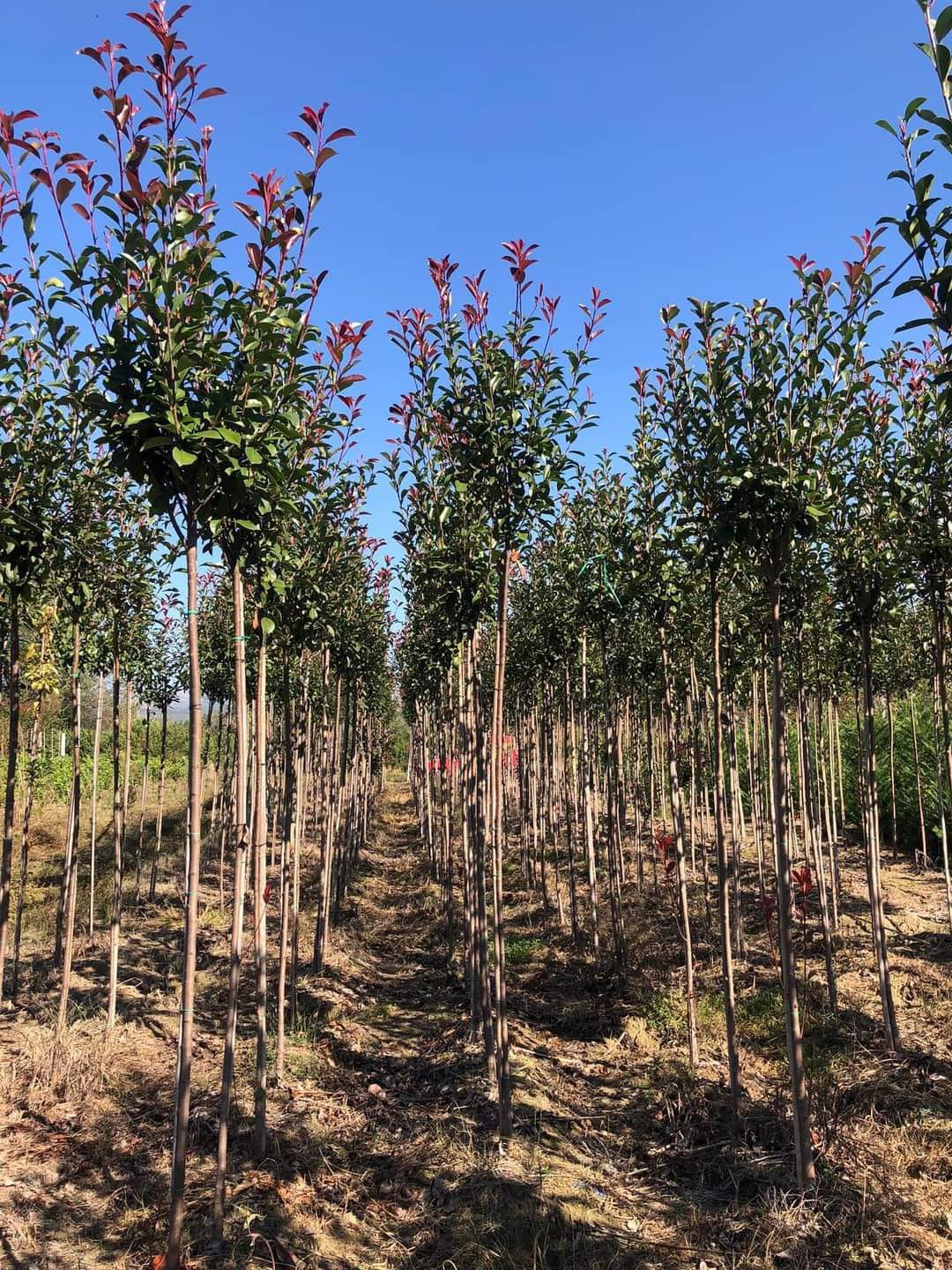 Vând plante mesteacăn tuia spirale buxus