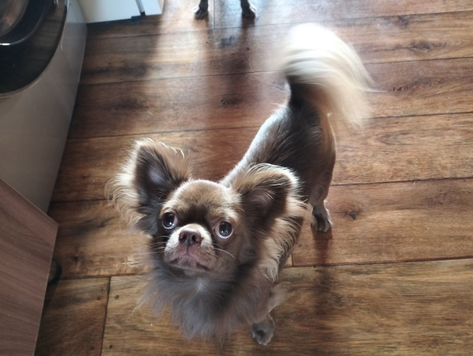 Вязка. Кобеля Чихуахуа