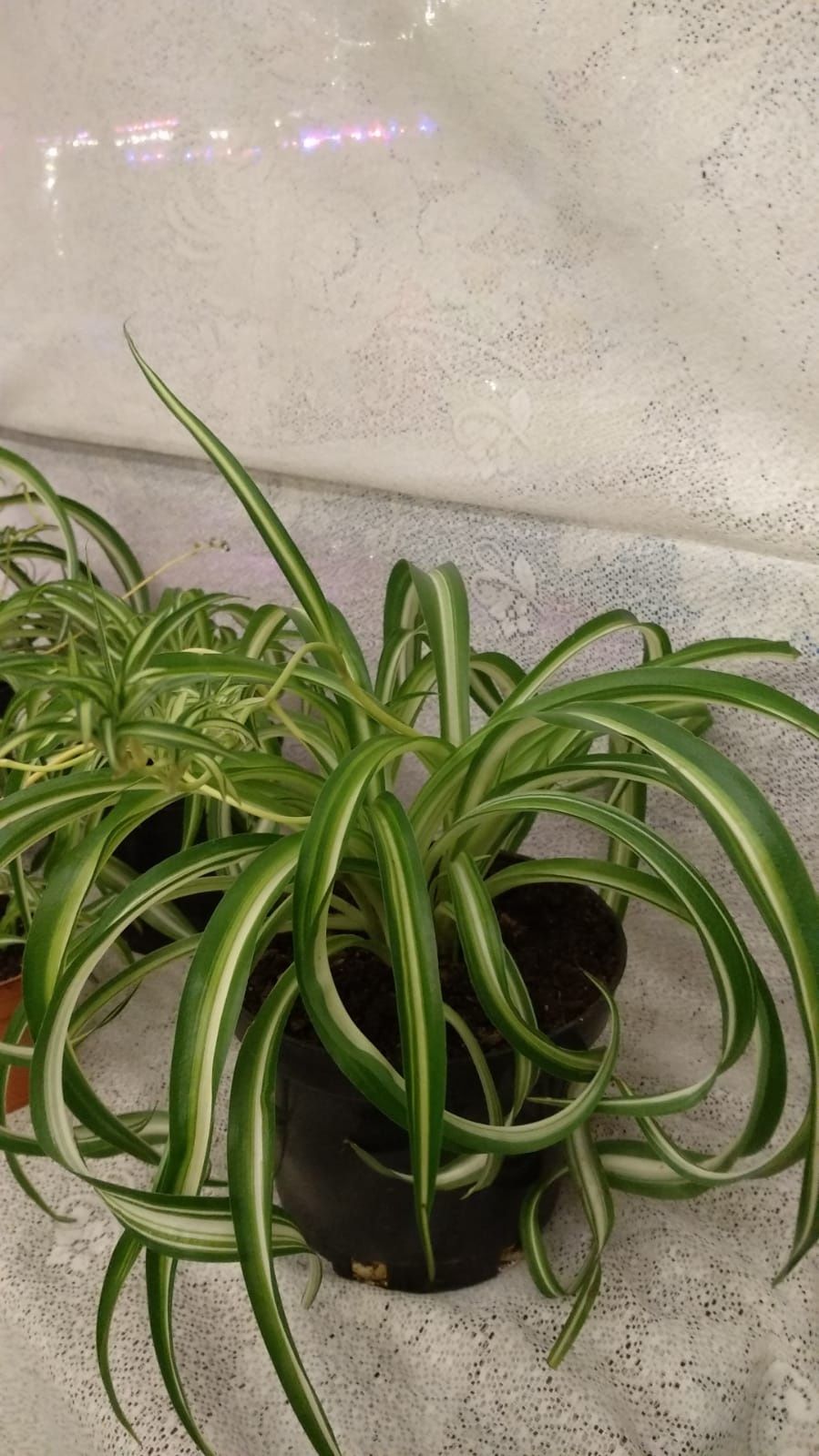 Продам Хлорофитум. 5 сортов