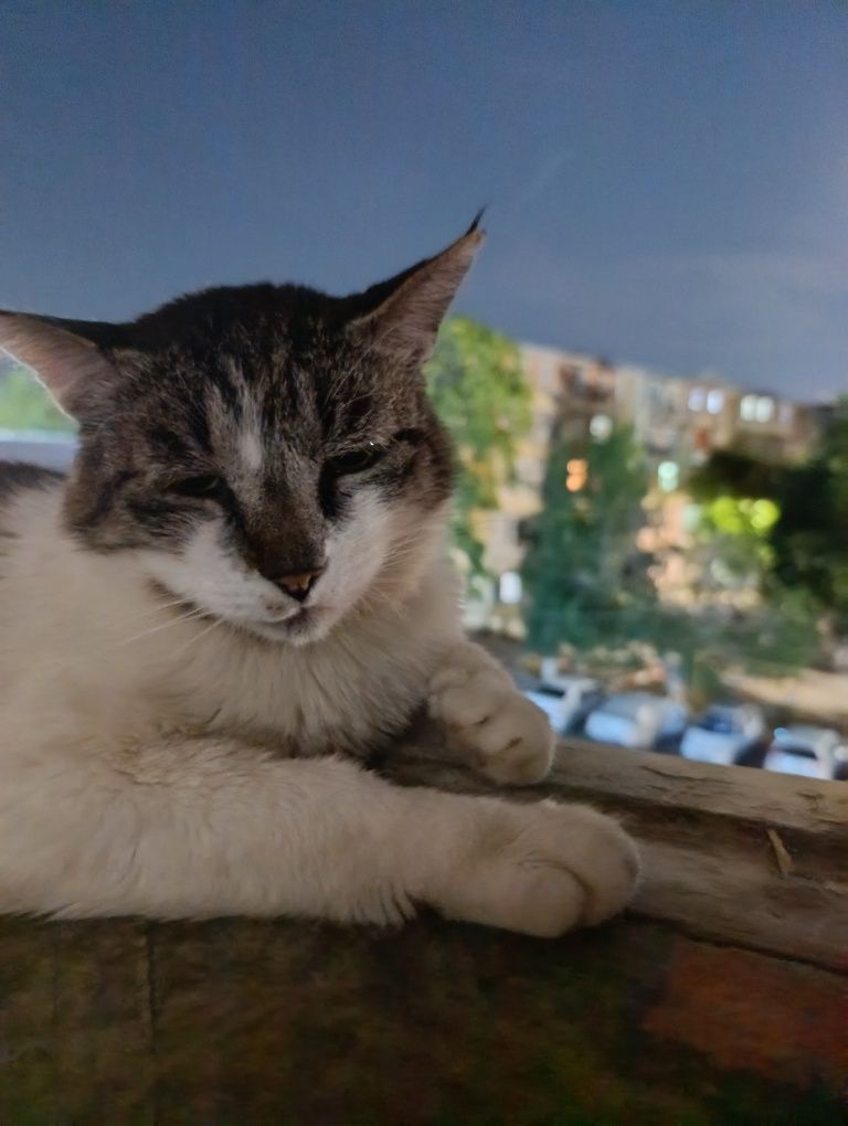 Отдаем кота в хорошие руки
