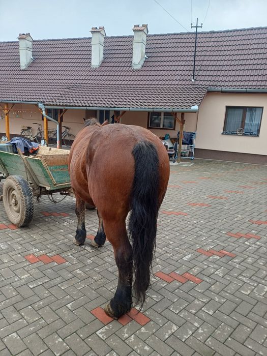 Iapa de vanzate , vârsta de 11 ani  !