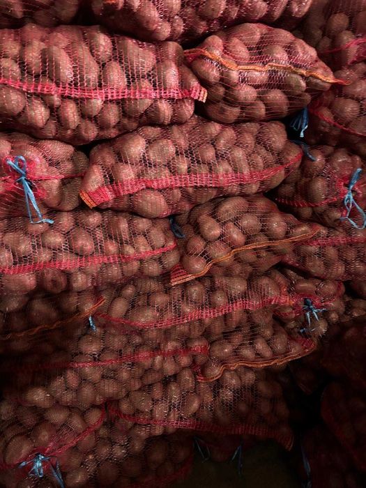 Vand cartofi Paradiso, Carerra, Red Fantasy +50