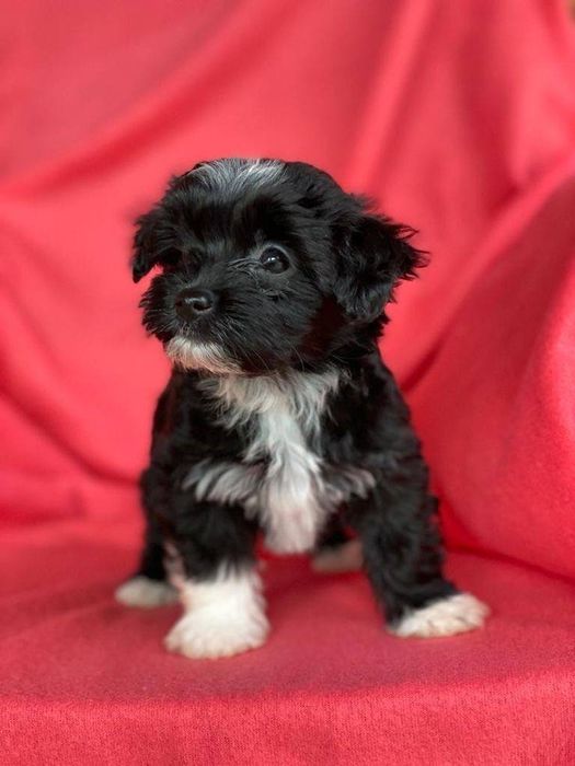 Мальтипу бейби фейс Ф1