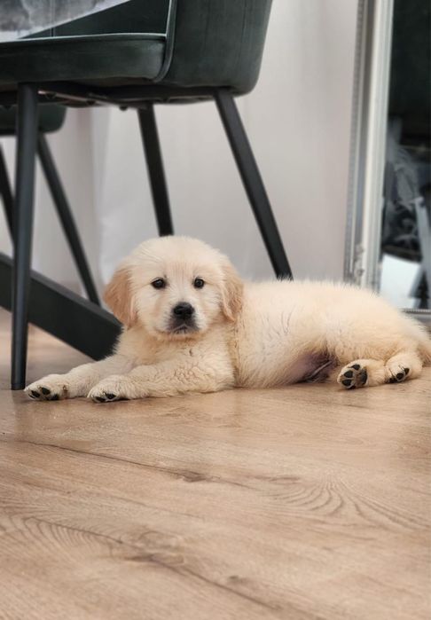 Pui Golden Retriever cu pedigree in varsta de 8 saptamani de vanzare