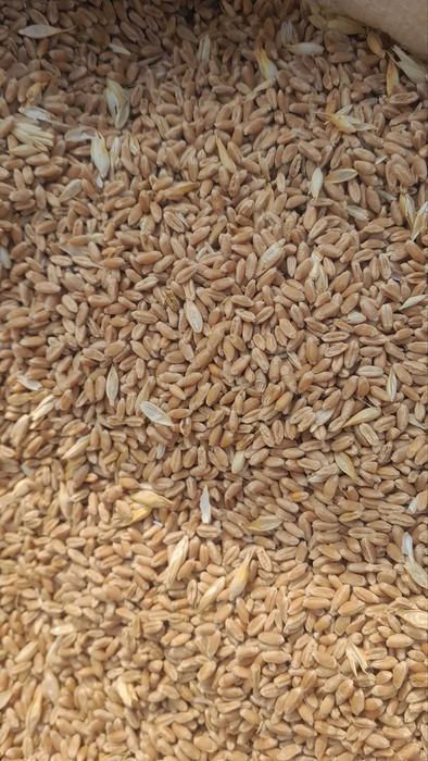 Bugʻdoy bor 35 toʻnna