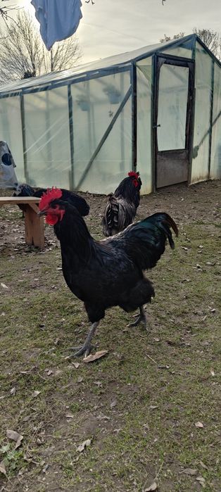 Cocoși Australorp disponibili